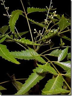 azadirachta
