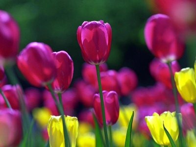 [tulipanes[1][29].jpg]