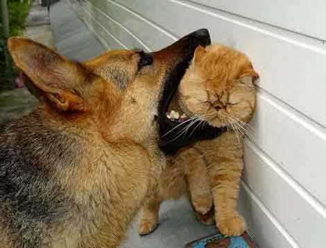 Cat Mother