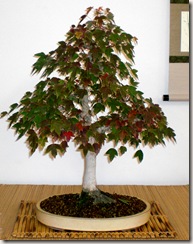 acer palmatum2 acer palmatum2