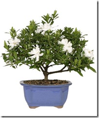 gardenia gardenia