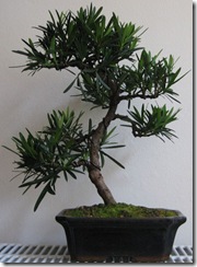 Podocarpus Podocarpus