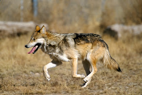 wolf wolf