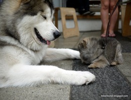 Munson and pom pup #1