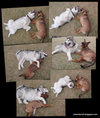 20090209 dogs