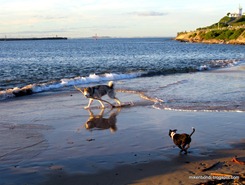 dog beach