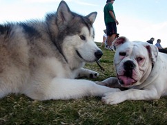 Munson and Buddy - exhausted