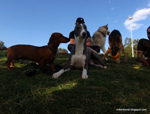 Dackel Chips, Pierre, Munson & Wilma