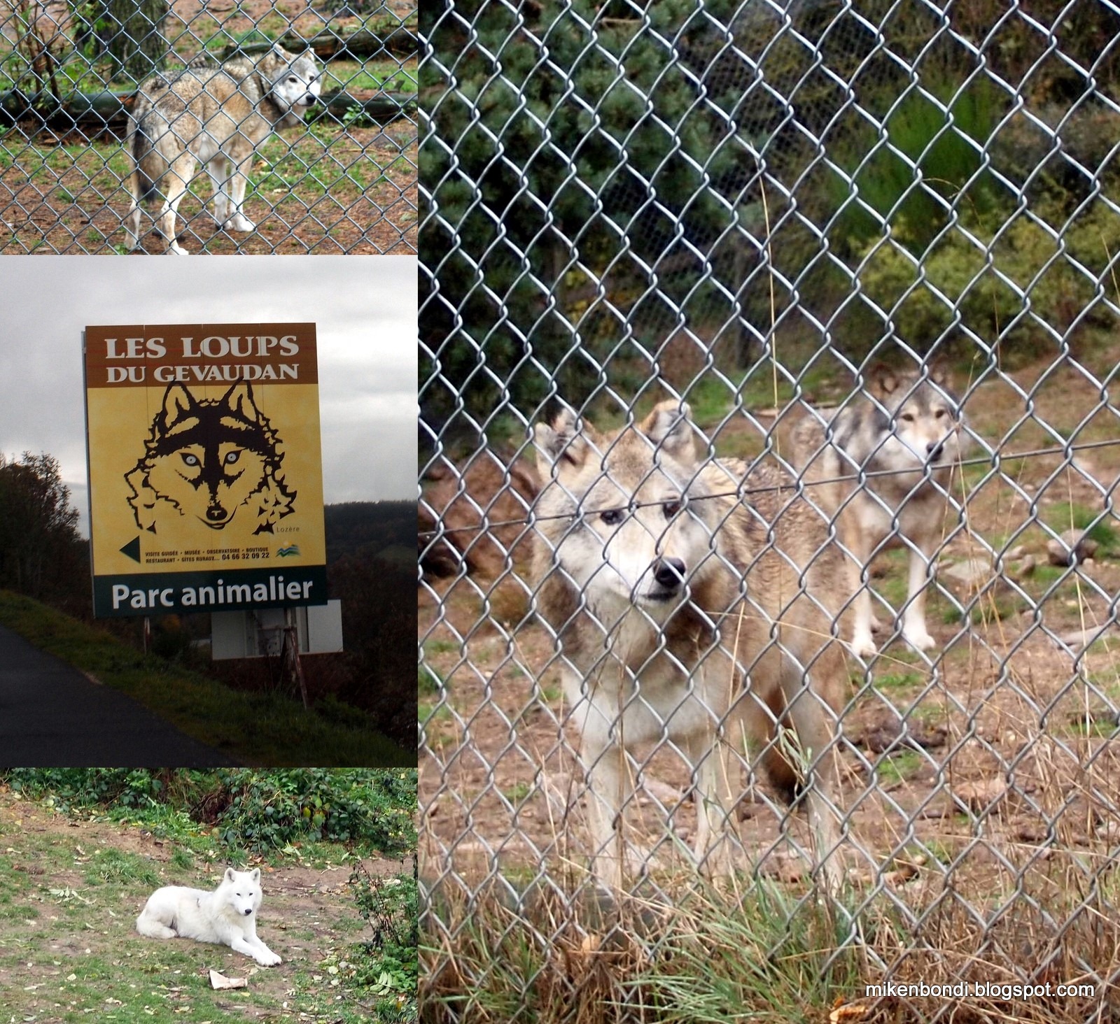 [2010-10-30-Wolf-park---Albi1-14.jpg]