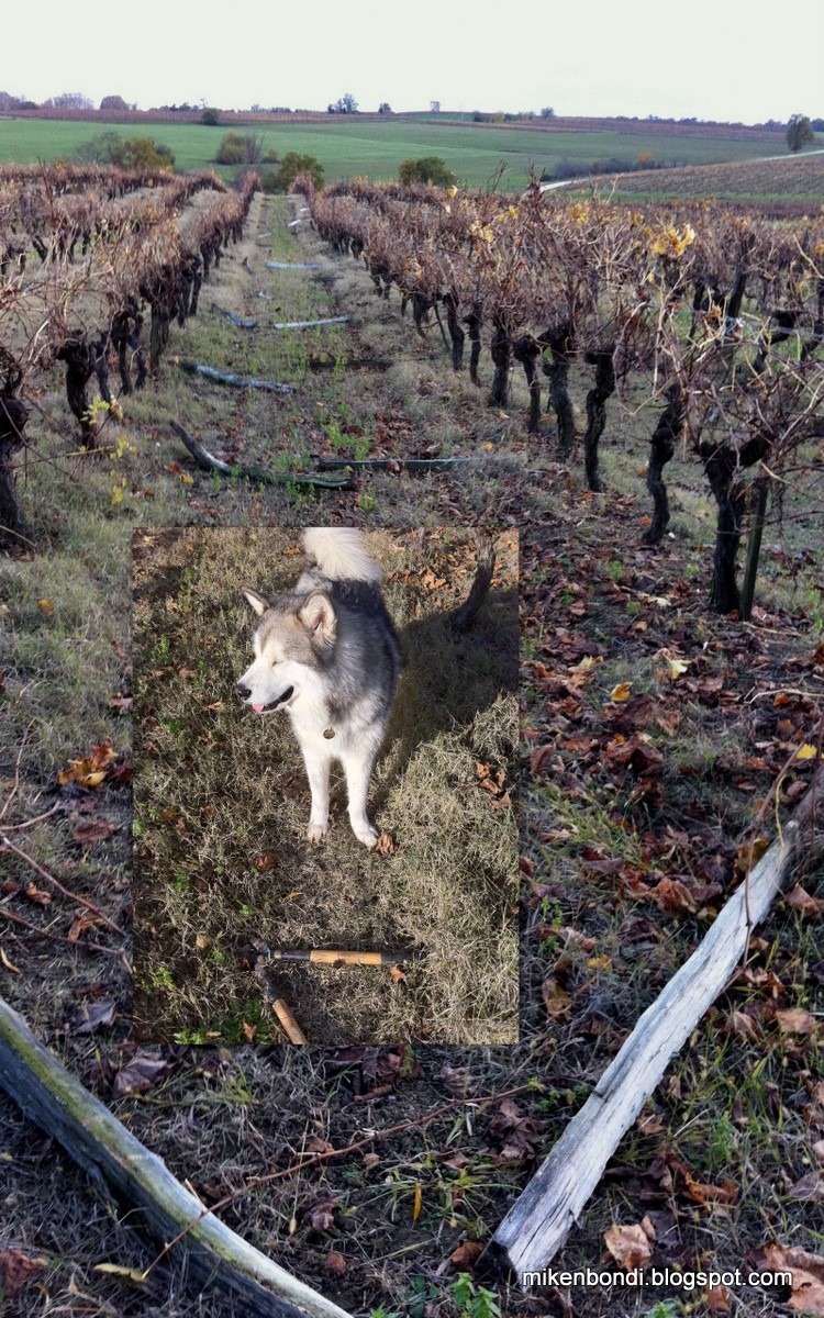 [2010-11-22 Vines[23].jpg]