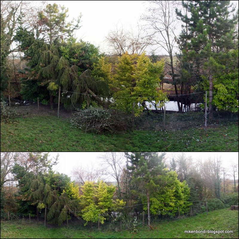 [2010-12-09 Courrensan + Lake shrubs[3].jpg]
