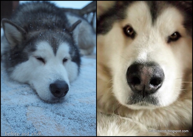 Snow nose: before and after