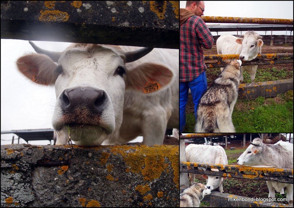 [2011-03-02 Munson cow sniffing[4].jpg]