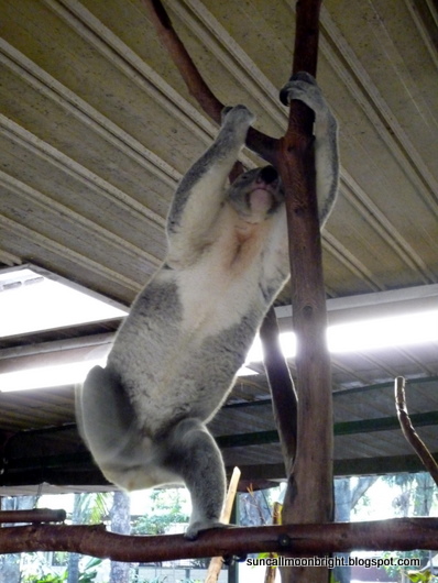 mal koala