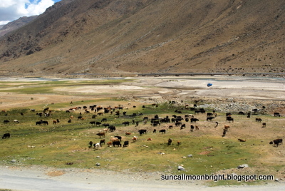 Tibet yak cattle