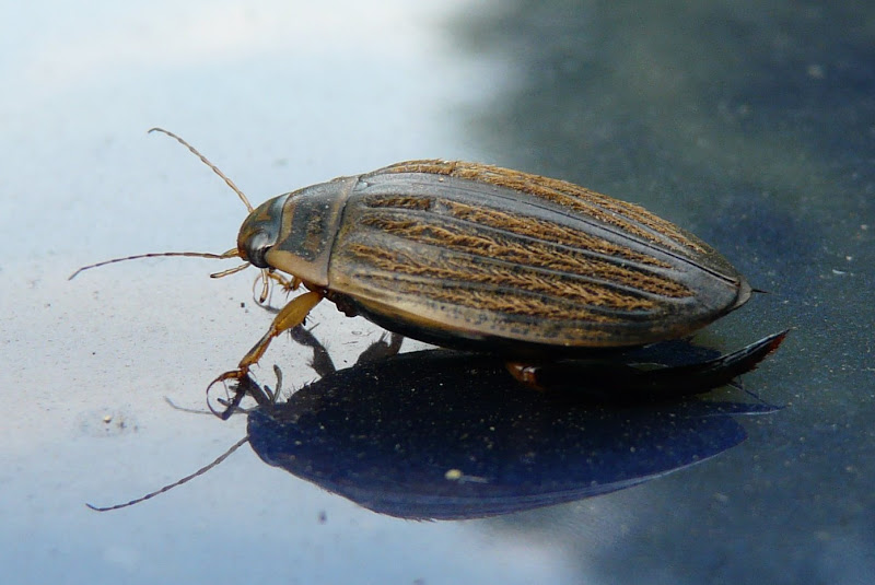 Nos Bebetes Scarabee D Eau Acilie Sillonne