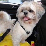 Dicas para viajar de carro com seu cachorro