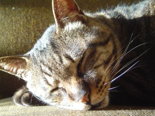 image of sleepy Bonkers