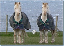 _42876235_horse5
