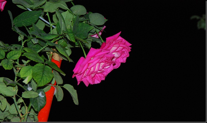Ένα τριαντάφυλλο από τον κήπο μου….A rose from my garden