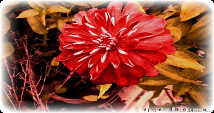 Η ντάλια είναι ένα λουλούδι που ανθίζει το καλοκαίρι και το φθινόπωρο. Αποτελεί το εθνικό λουλούδι στο Μεξικό. Οι Αζτέκοι καλλιεργούσαν τις ντάλιες για τροφή, τελετές και διακόσμηση.Το 1872 ένα κουτί με ρίζες ντάλιας εστάλη από το Μεξικό στην Ολλανδία. Από αυτές επέζησε μόνον ένα φυτό, από το οποίο παρήχθησαν κόκκινα λουλούδια με μυτερά πέταλα Dahlia juarezii. Από αυτά προήλθαν τα σημερινά υβρίδια ντάλια