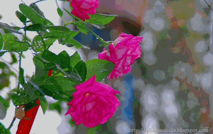 2-11 τριαντάφυλλα στην αυλή μου