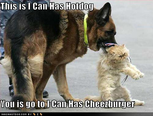 funny pics of dogs. is afunny dogs Funny+dogs+