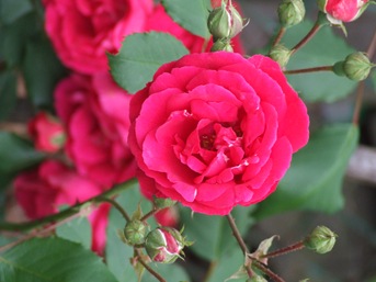DSCF0986