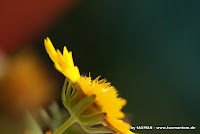DSC02751.JPG