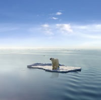 [polar-bear-ice[3].jpg]