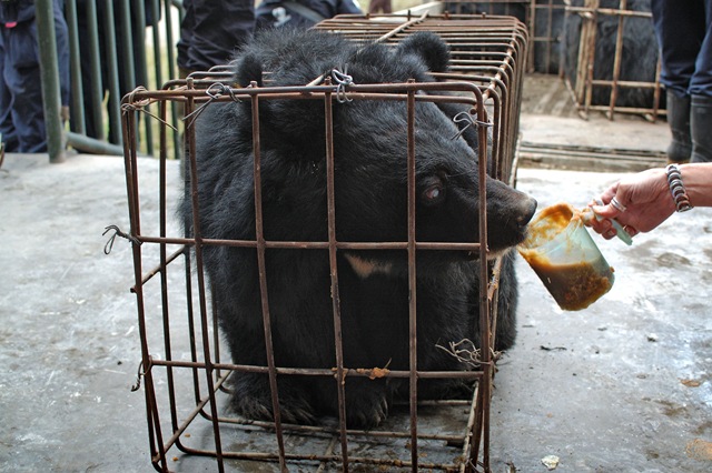 [Caged_bears_Chengdu_Oct_2006_Kees_25[1][4].jpg]