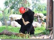 CAAF-Jasper-RedBall