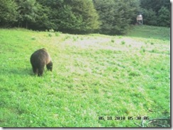 L'animale &egrave; appena sbucato dal bosco che sta alle sue spalle (foto: Riserva di caccia di Verzegnis)