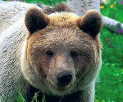 [orso_Bruno-thumb[3].jpg]