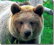 orso_Bruno-thumb