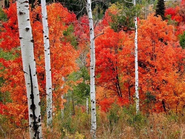 [autumn3[3].jpg]