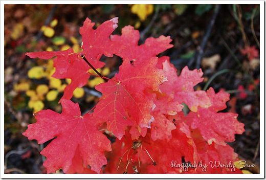 leaves