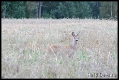 Bambi på tur