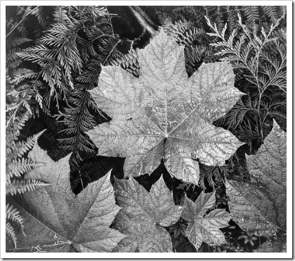Фотограф Ансель Адамс prosvit-photo_ansel-adams_Leaf-in-Glacier-National-Park Фотограф Ансель Адамс prosvit-photo_ansel-adams_Leaf-in-Glacier-National-Park