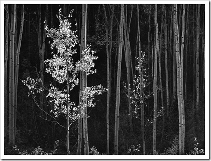 Фотограф Ансель Адамс prosvit-photo_ansel-adams_Aspens-Horizontal-Northern-New-Mexico-1958 Фотограф Ансель Адамс prosvit-photo_ansel-adams_Aspens-Horizontal-Northern-New-Mexico-1958