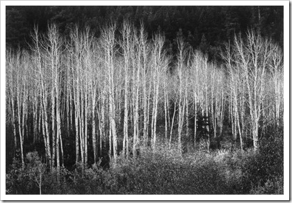 Фотограф Ансель Адамс prosvit-photo_ansel-adams_Aspens Фотограф Ансель Адамс prosvit-photo_ansel-adams_Aspens