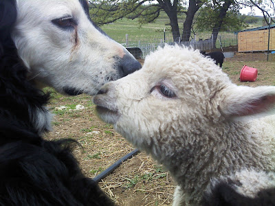 Risking the Gauntlet... - Sheep