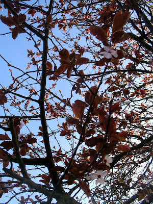 spring blossoms