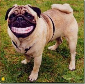 Sorrisodog