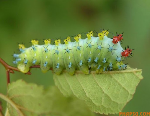 beautiful_caterpillars_02.jpg