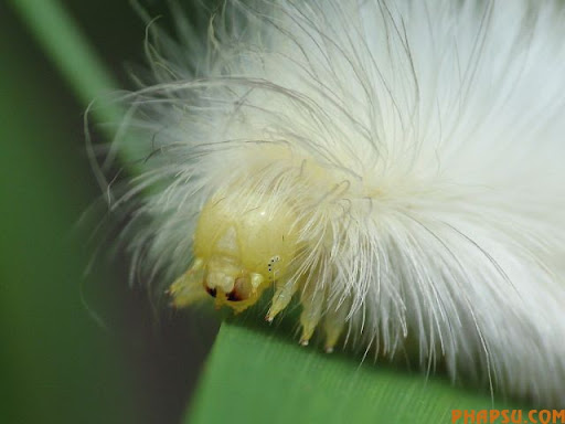 beautiful_caterpillars_06.jpg