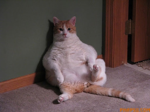 fatty_cats_jvbm0_640_01.jpg