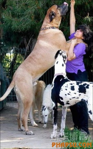 the-biggest-dogs03.jpg