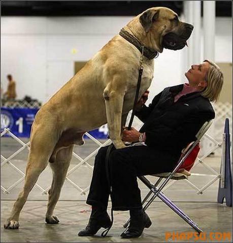 RAY WOODS WITH SAMSON, THE CROSS BETWEEN A GREAT DANE AND A NEWFOUNDLAND BRITAIN'S TALLEST DOG AT 37 INCHES HIGH AND WEIGHING IN AT A COLOSSAL 19 STONE.16/3/7 PIC FROM CATERS NEWS AGENCY SHOWS......SAMSON, THE BRITAIN'S TALLEST DOG AT 37 INCHES HIGH AND WEIGHING IN AT A COLOSALL 19 STONE.....THE CANINE GIANT IS A CROSS BETWEEN A GREAT DANE AND A NEWFOUNDLAND AND IS MORE THAN A HANDFUL FOR OWNERS SUE AND RAY WOODS FROM BOSTON, LINCS.........ALSO IN THE PIX IS THE JACK RUSSELL WHO IS SAMSON'S BEST FRIEND AND CONSTANT COMPANION...................SEE CATERS EXCLUSIVE COPY........