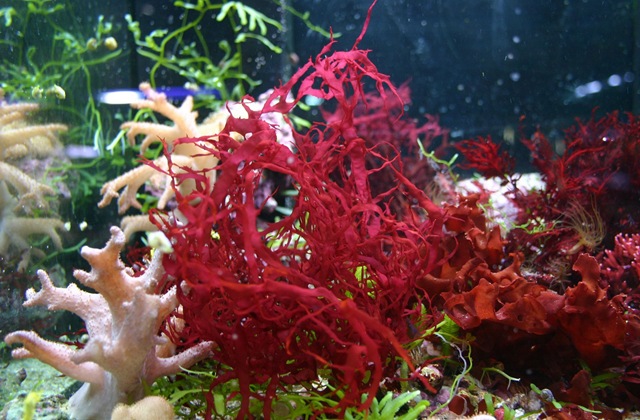 [red seaweed[3].jpg]